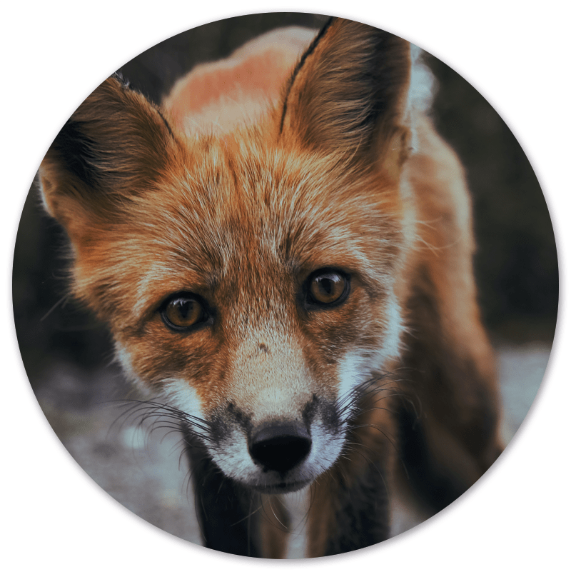 Muurcirkel Fox