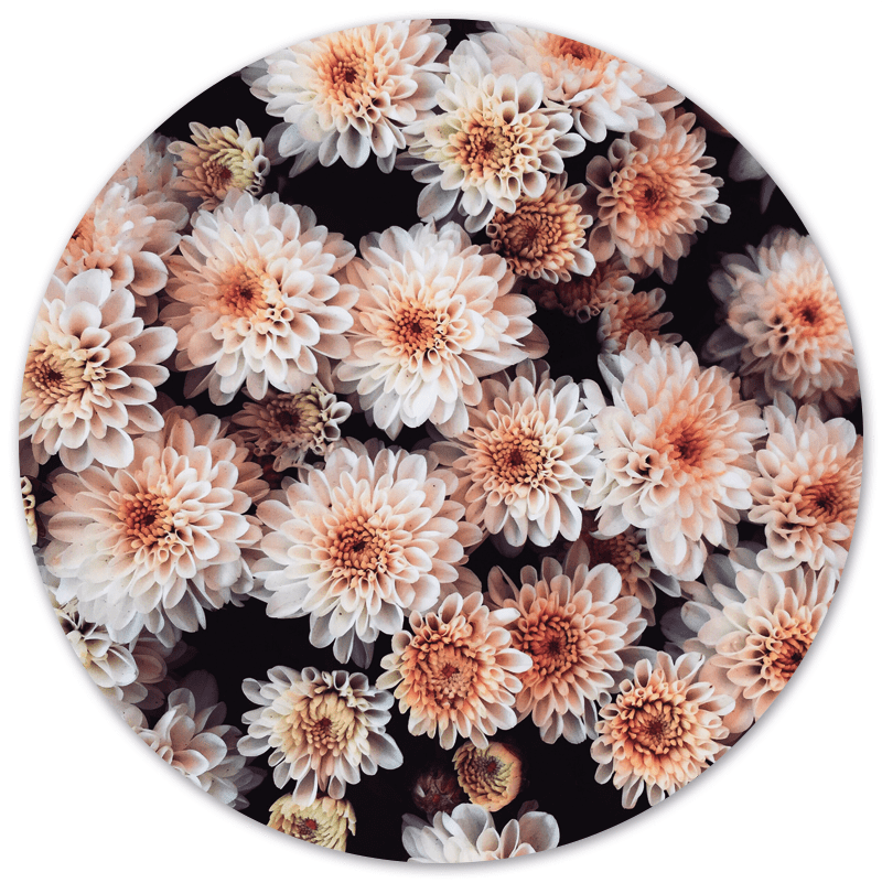 Muurcirkel Flower Bomb