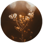 Muurcirkel Dried Sun