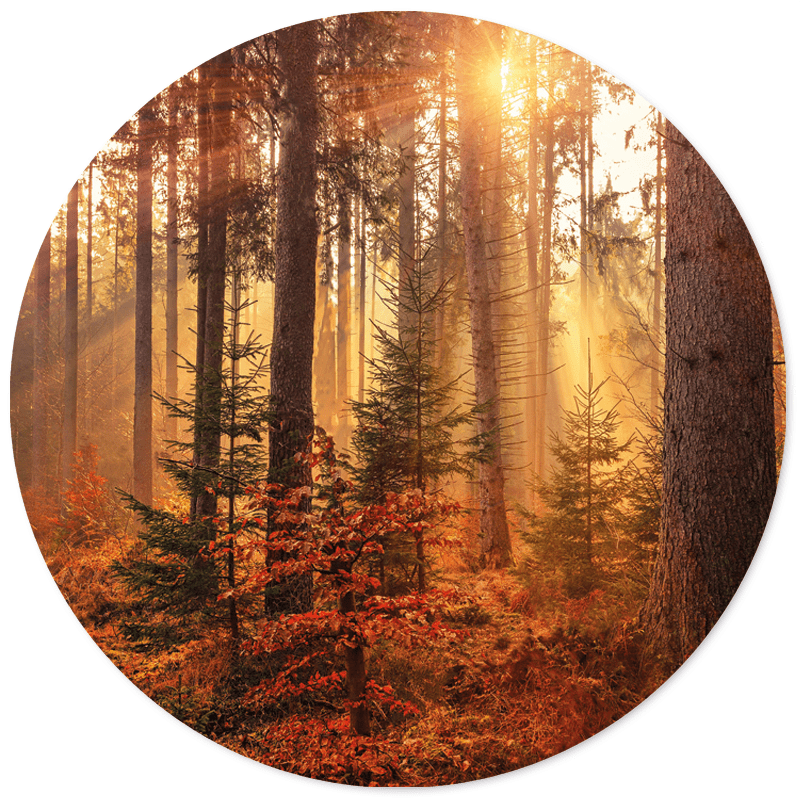 Muurcirkel Forest
