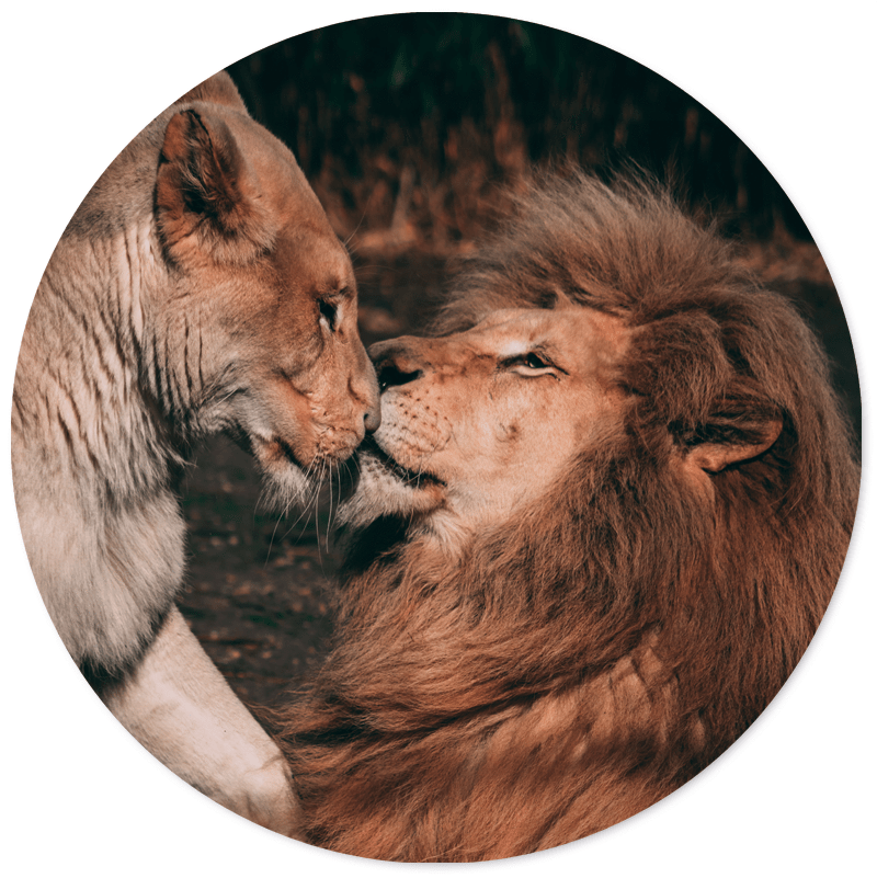 Muurcirkel Lion Couple