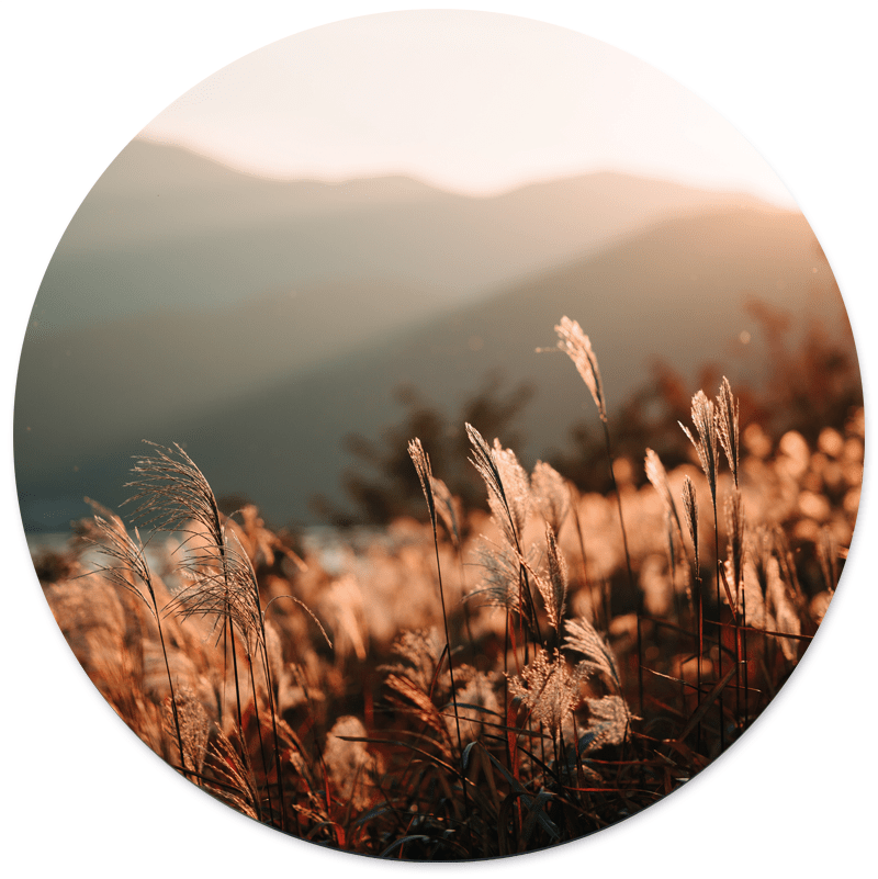 Muurcirkel Golden Grass