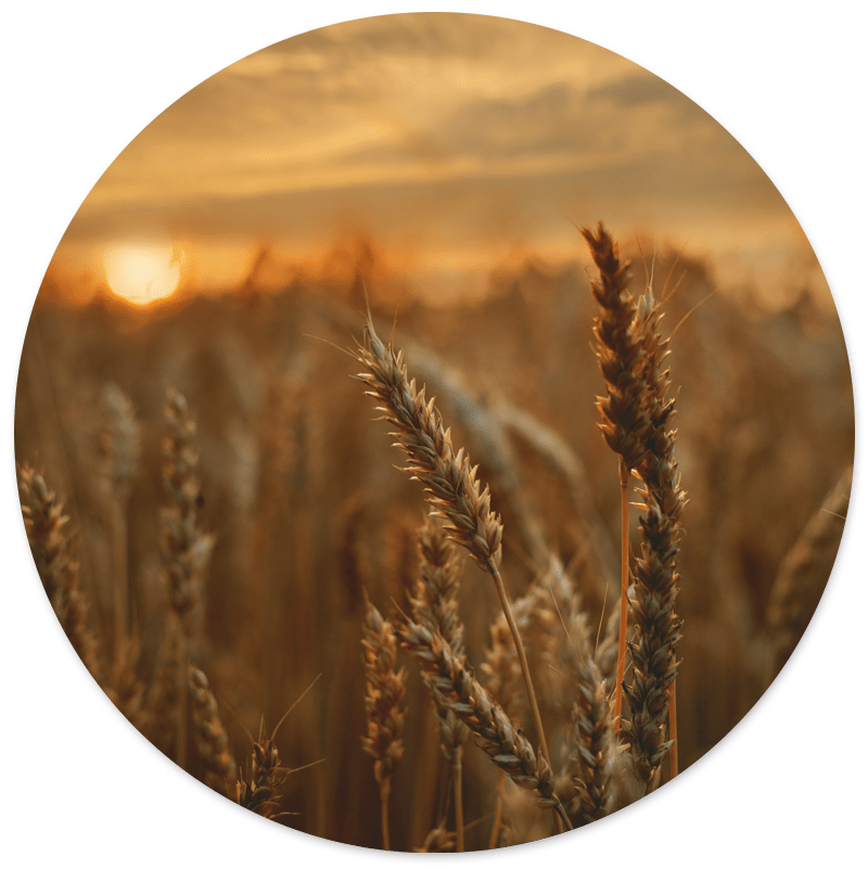 Muurcirkel Grain