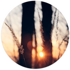 Muurcirkel Flare Grass