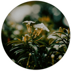 Muurcirkel Whiteflower