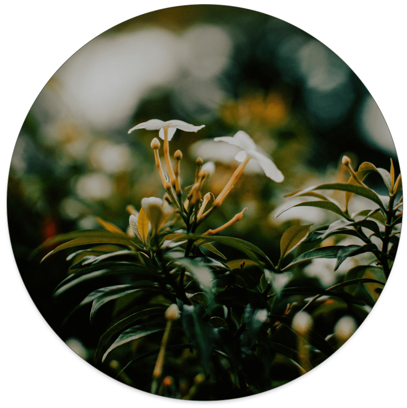 Muurcirkel Whiteflower