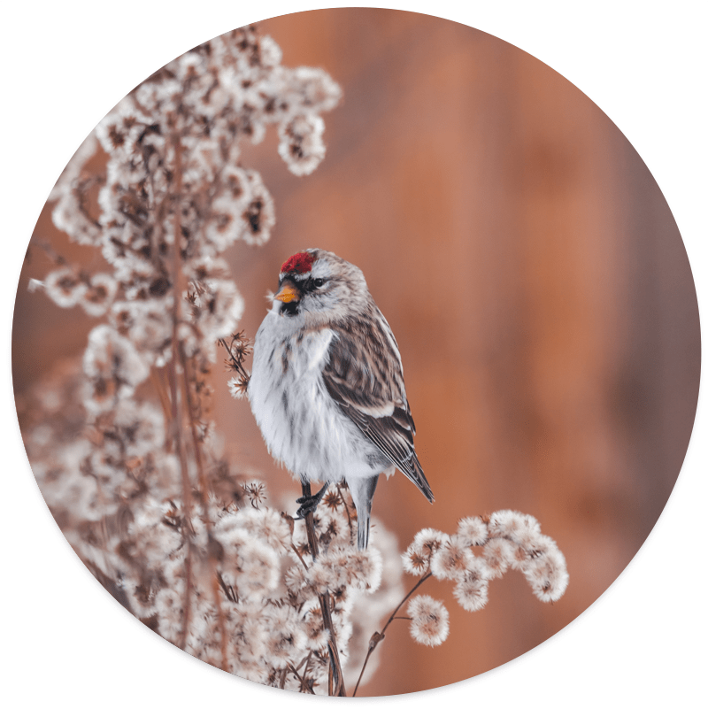 Muurcirkel Birdy