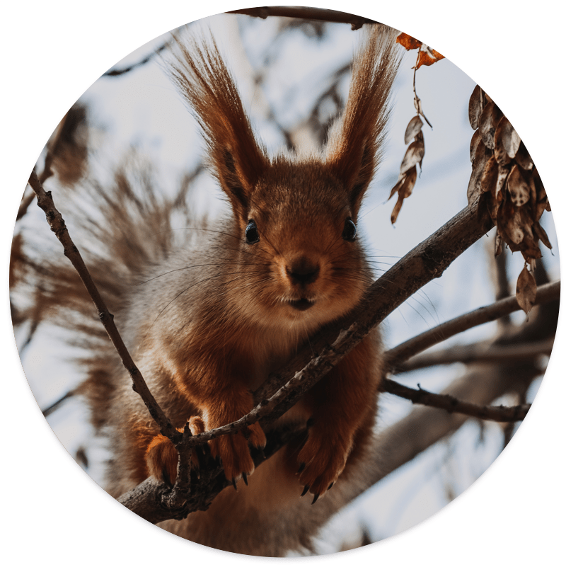 Muurcirkel Squirrel