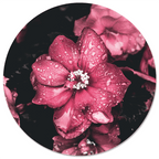Muurcirkel Pinkdrip