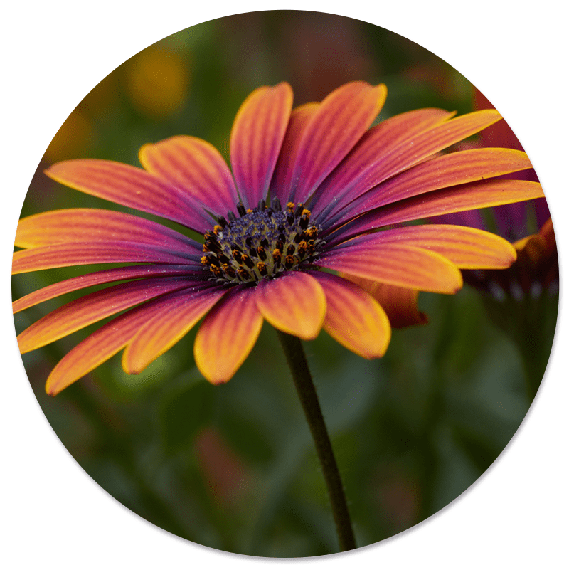 Muurcirkel Flowertastic