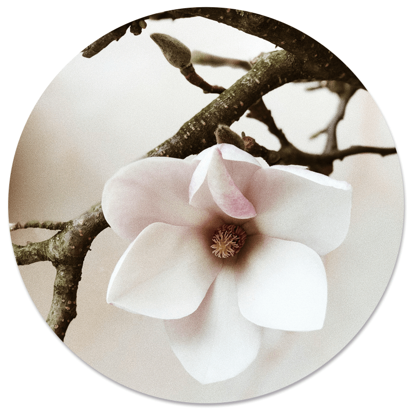Muurcirkel Soft White