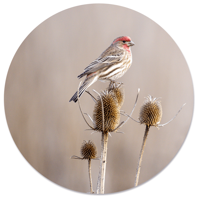 Muurcirkel Small Birdy