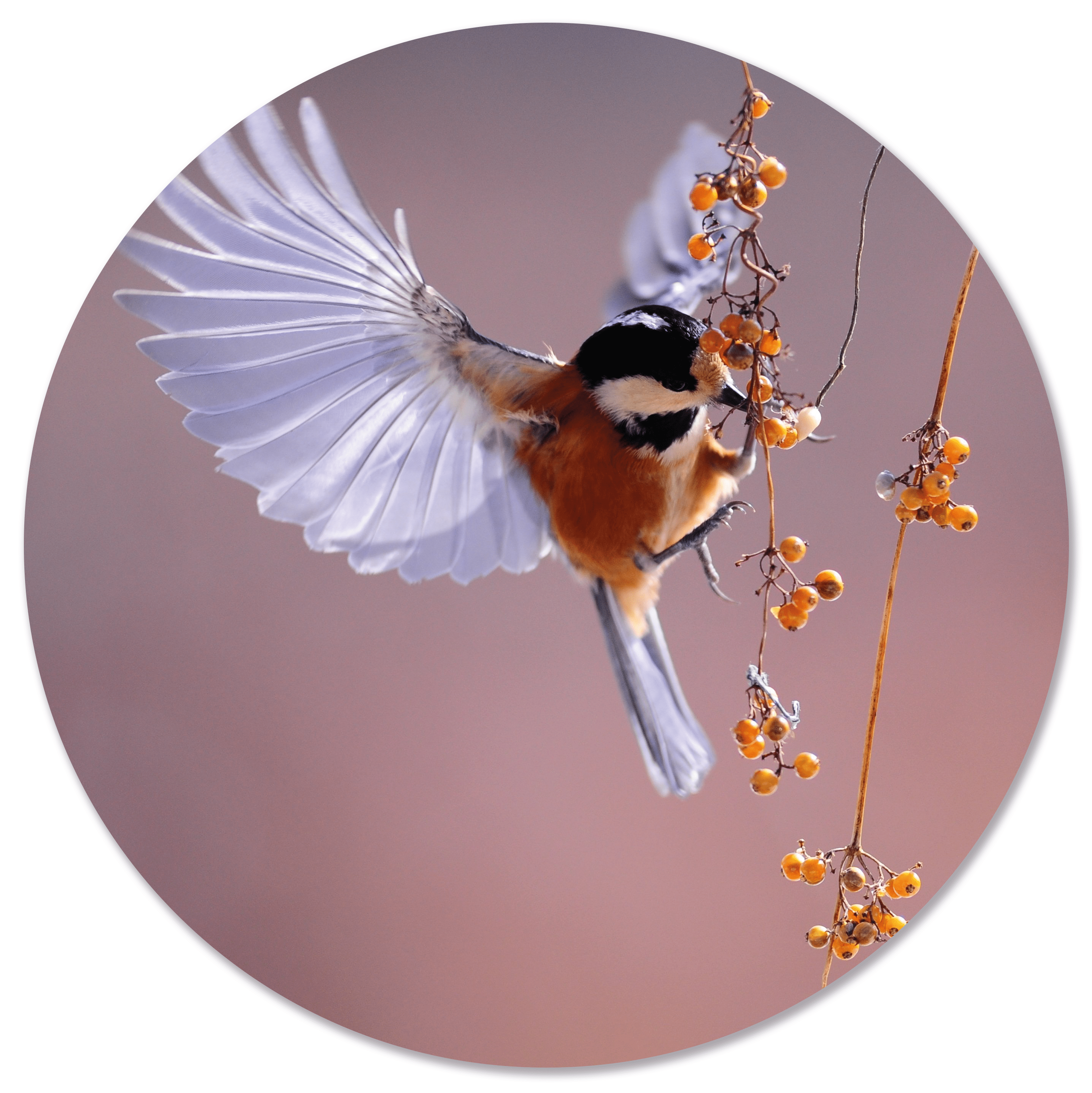 Muurcirkel Vogel Besje