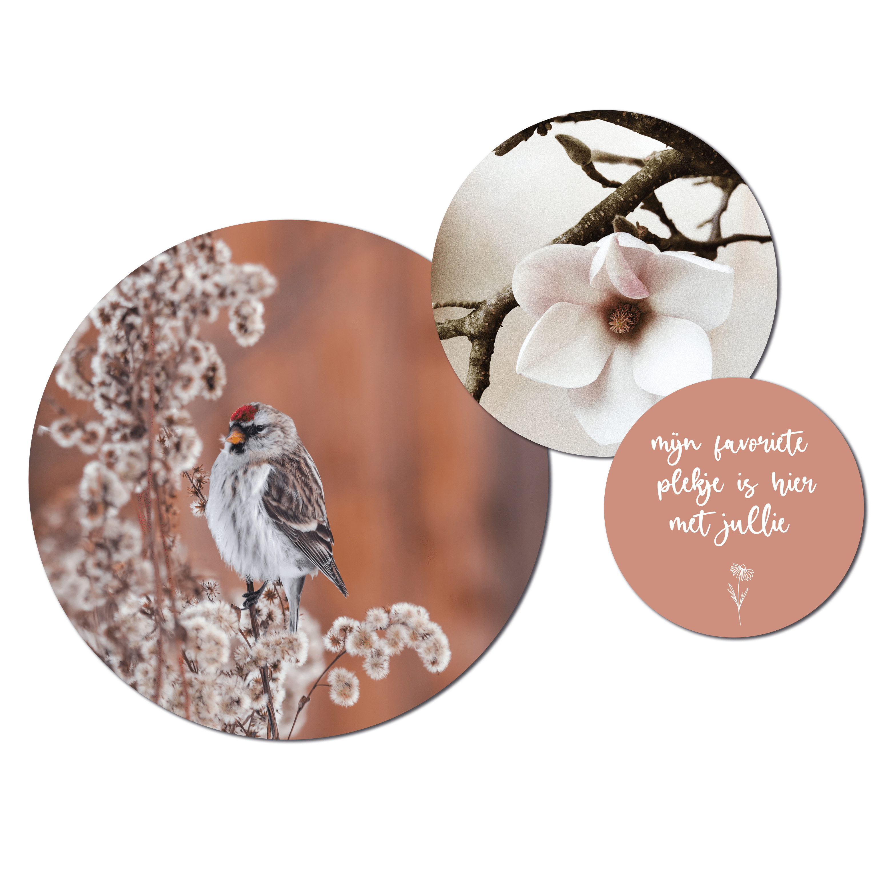 Muurcirkelset Lente