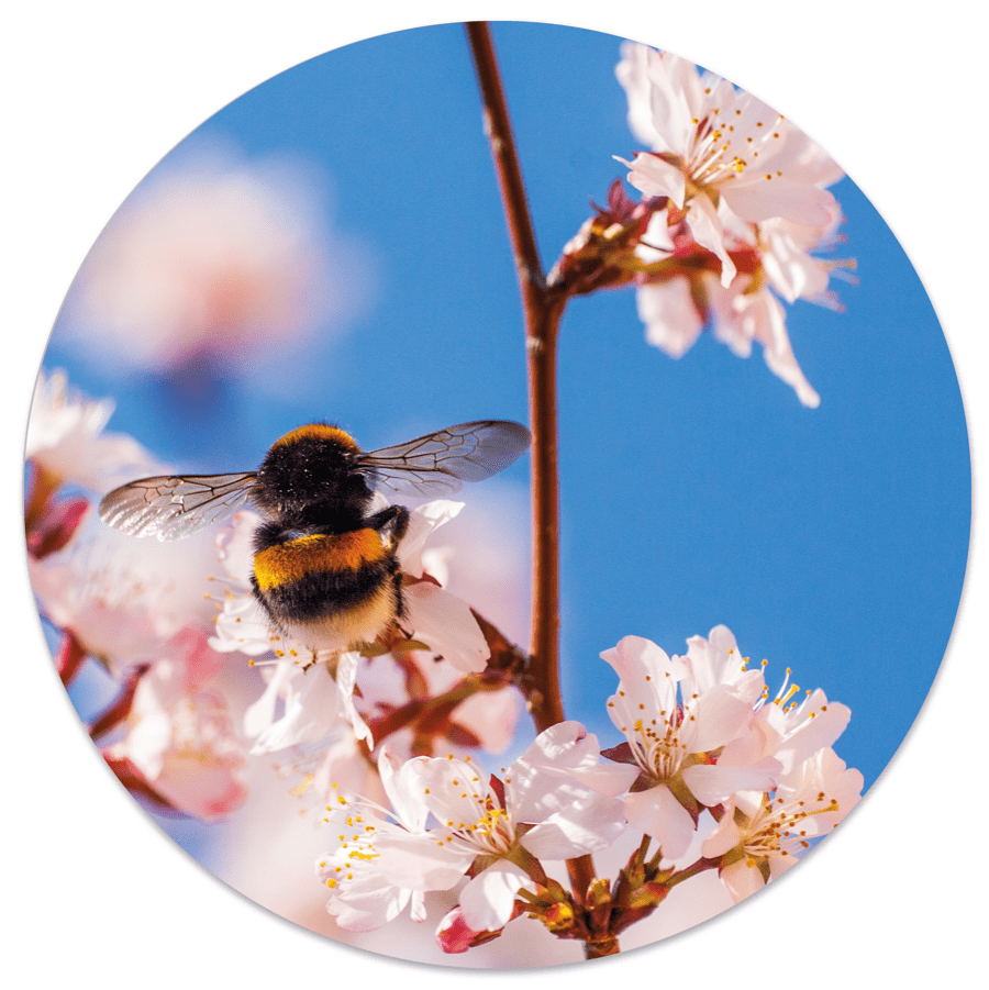Muurcirkel Hommel