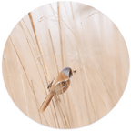 Muurcirkel Vogel Riet