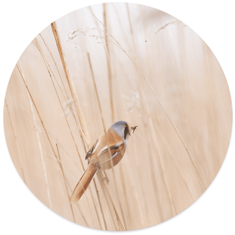 Muurcirkel Vogel Riet