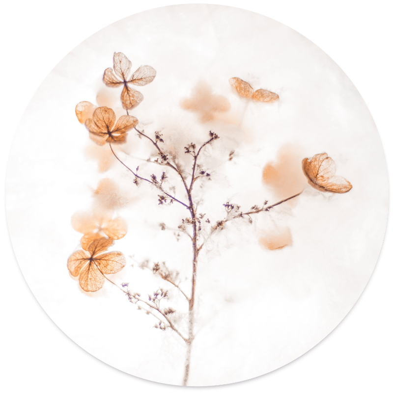 Muurcirkel Soft Flower