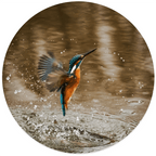 Muurcirkel Water Bird