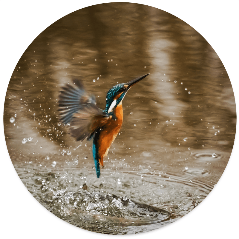 Muurcirkel Water Bird