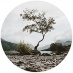 Muurcirkel Mystic Tree