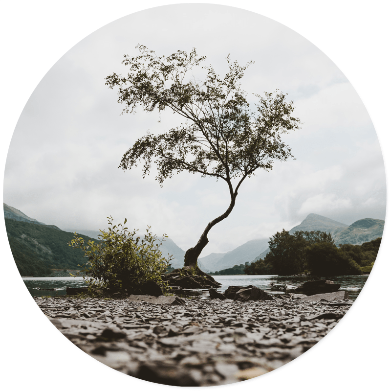 Muurcirkel Mystic Tree