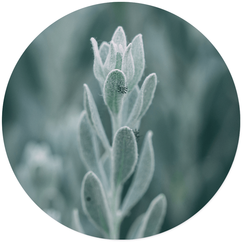 Muurcirkel Mystic Plant
