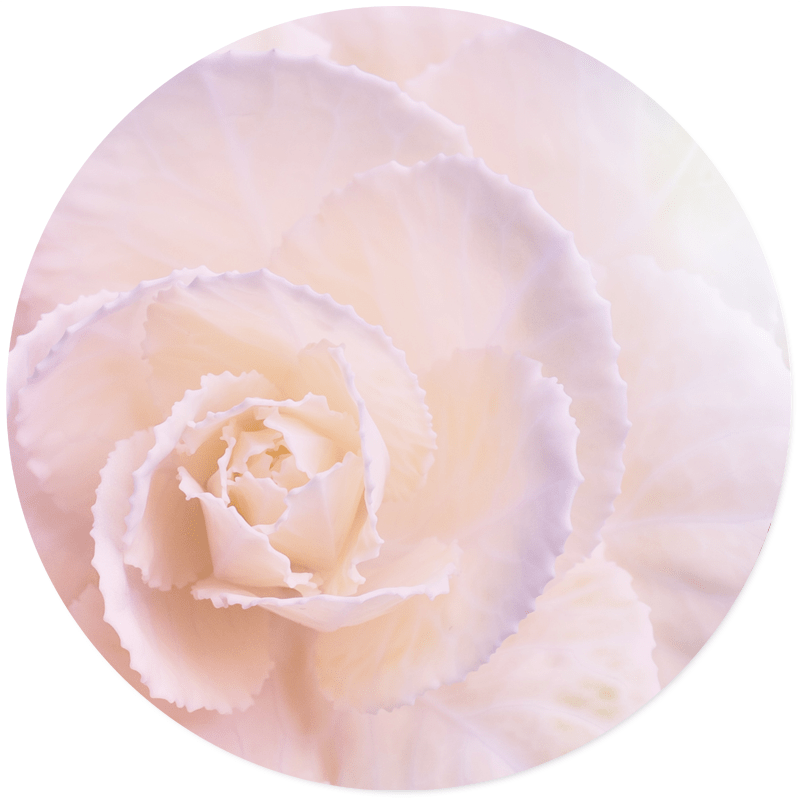 Muurcirkel Soft Flower Pastel