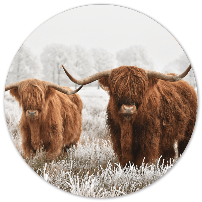 Muurcirkel Schotse Hooglander - Sneeuw