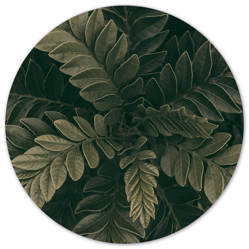 Muurcirkel Greeny
