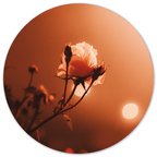 Muurcirkel Morning Rose