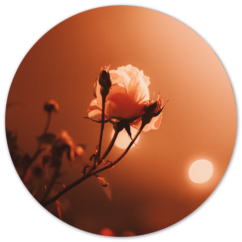 Muurcirkel Morning Rose