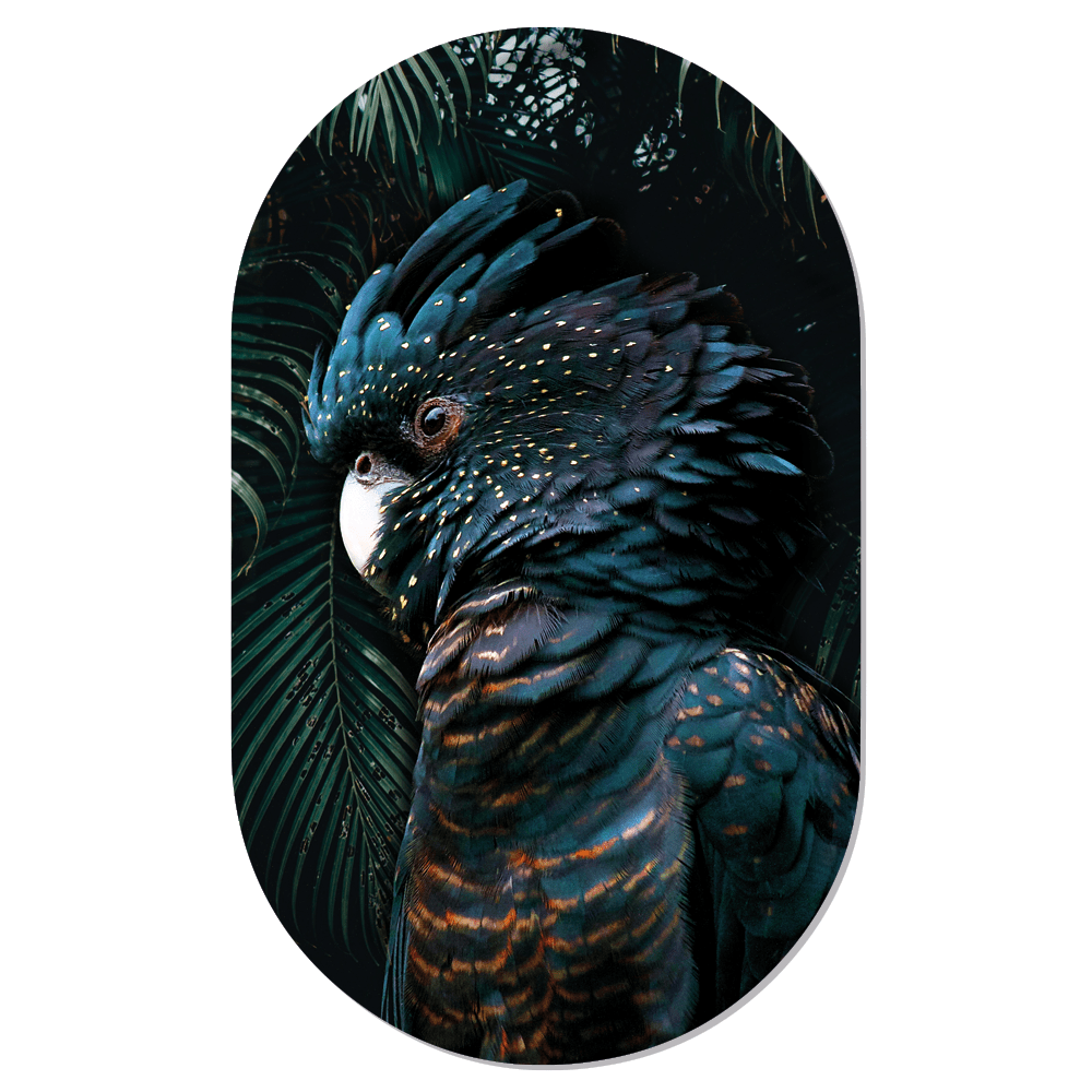 Muurovaal Cockatoo