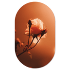 Muurovaal Morning Rose