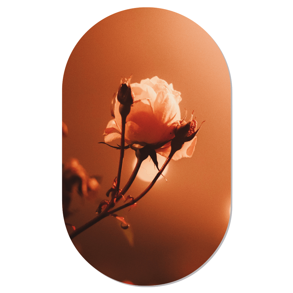 Muurovaal Morning Rose