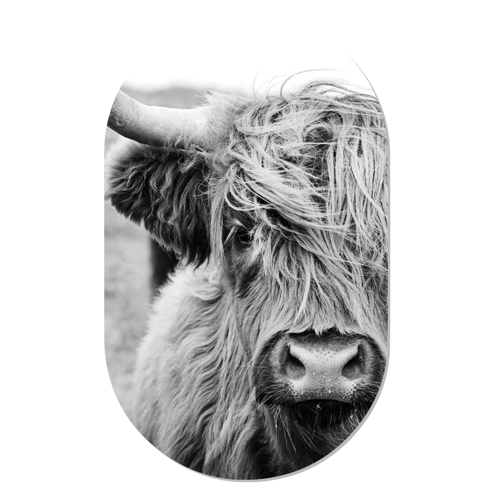 Muurovaal Cow