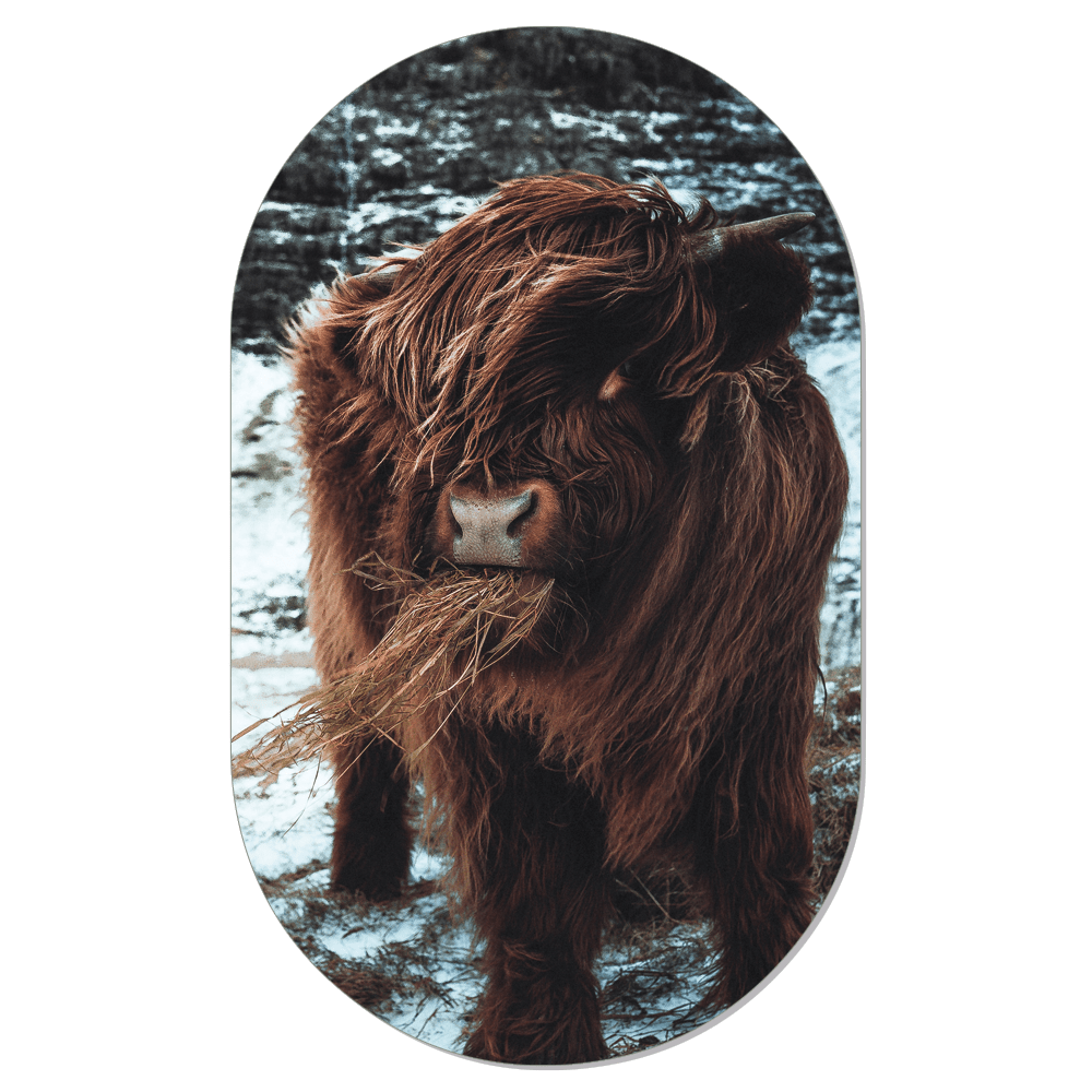 Muurovaal Highlander