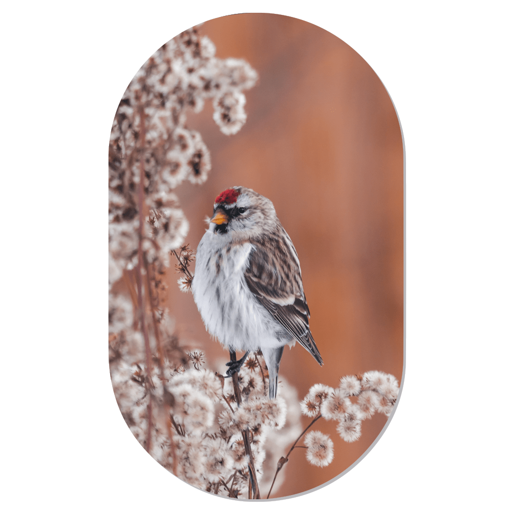 Muurovaal Birdy