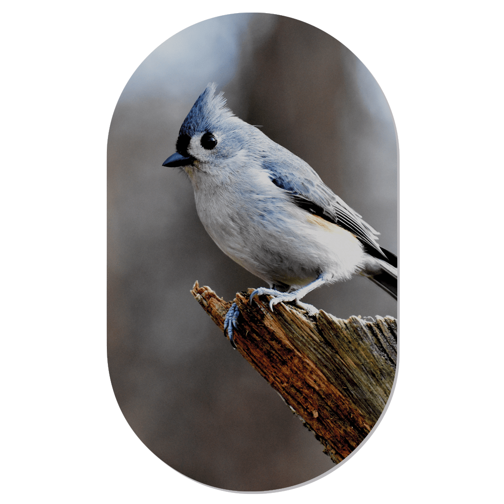 Muurovaal Birdy Blue