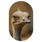 Muurovaal Struisvogel