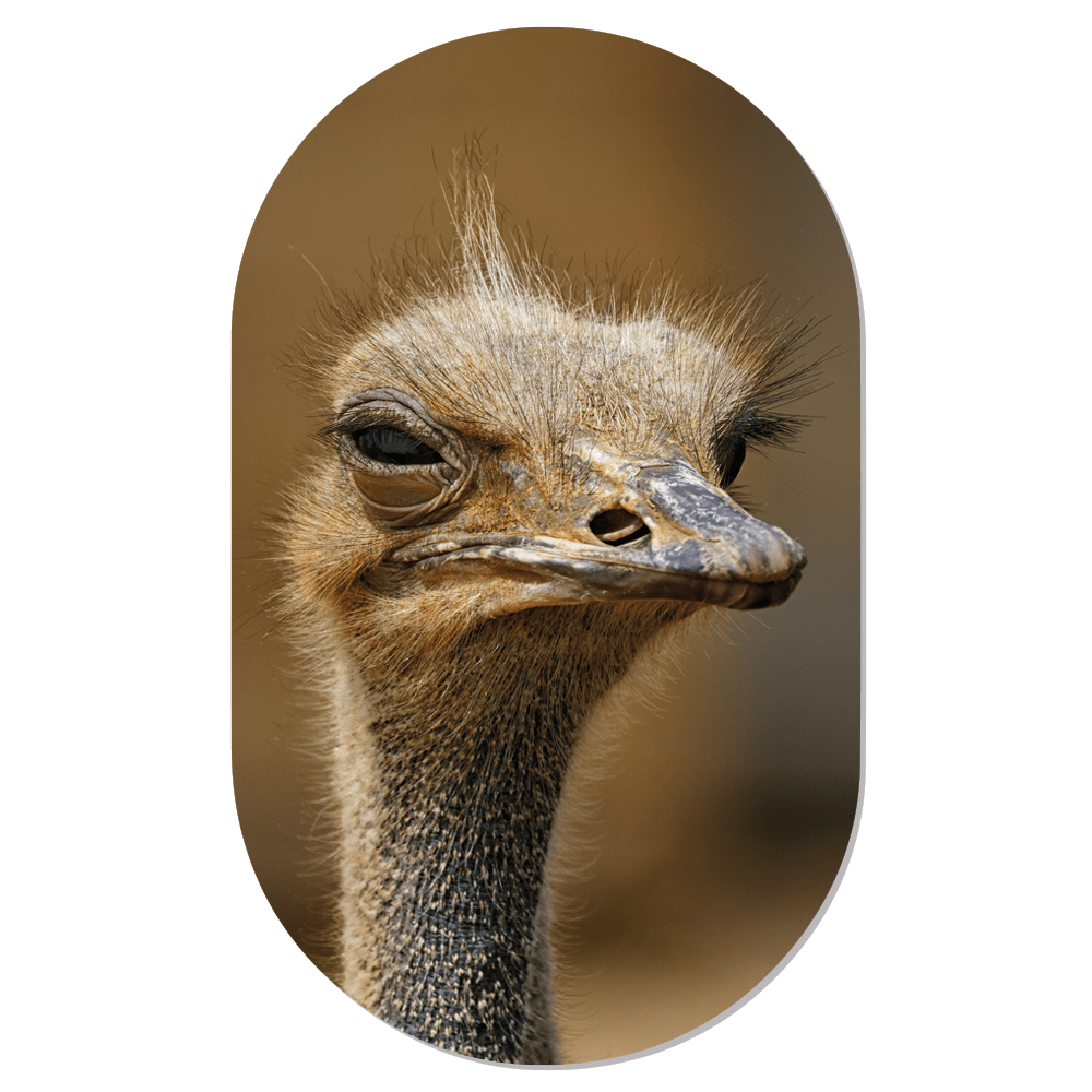 Muurovaal Struisvogel