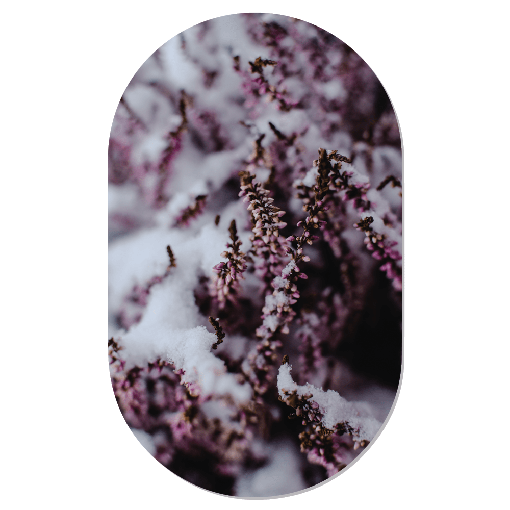 Muurovaal Winterflower