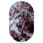 Muurovaal Winterflower
