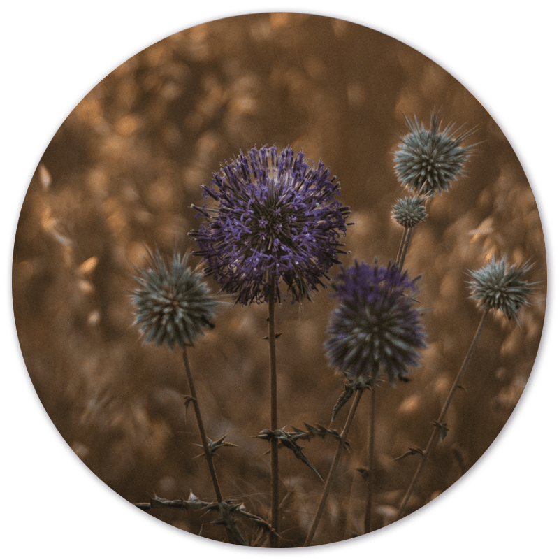 Muurcirkel Purple Peace