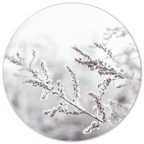 Muurcirkel Snowy Twig