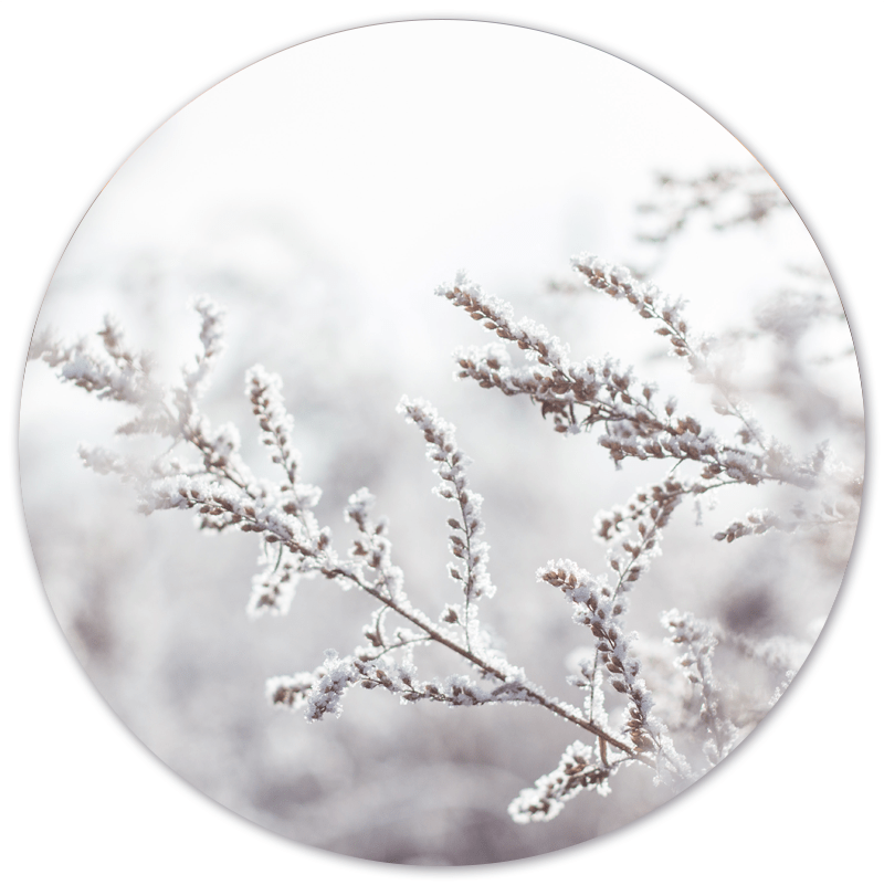 Muurcirkel Snowy Twig