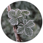 Muurcirkel Frost Plant