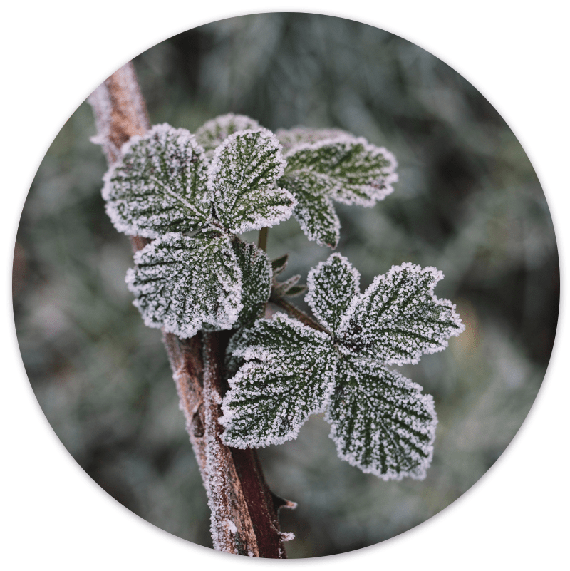 Muurcirkel Frost Plant