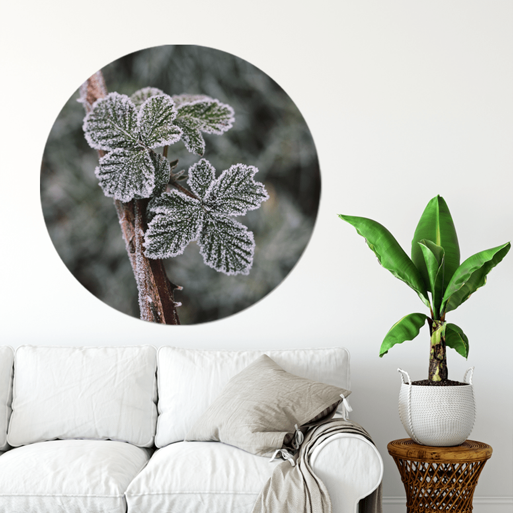 Muurcirkel Frost Plant