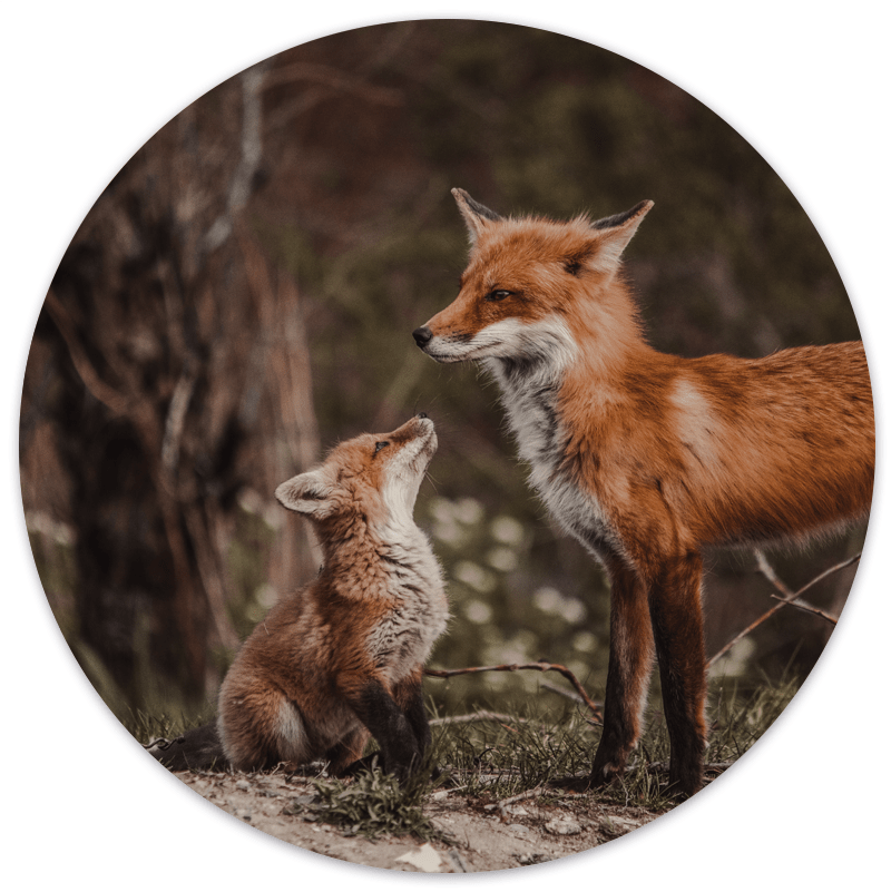 Muurcirkel Foxes
